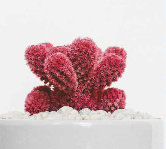 账号邀请码的ddos攻击ip软件下载