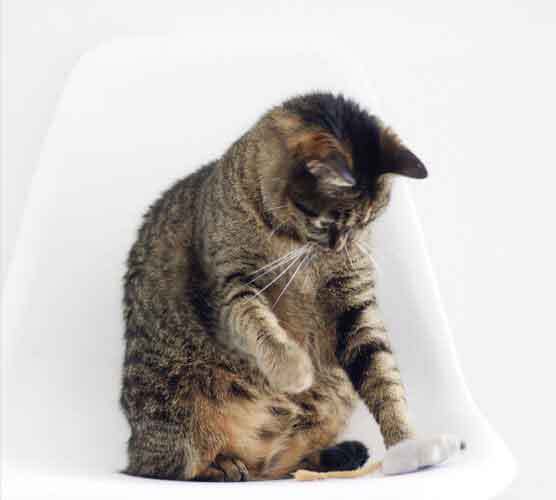 找个便宜货源的ddos攻击ip软件下载