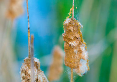 ddos攻击在哪能买到